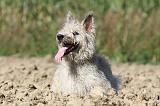 BOUVIER DES ARDENNES 093